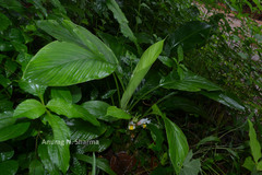 Curcuma oligantha var. oligantha